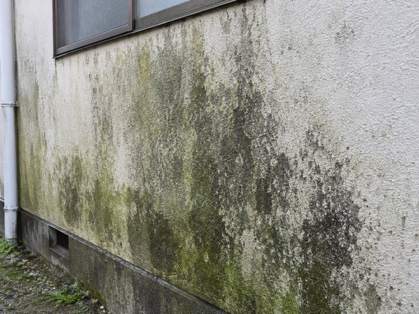外壁の表面に緑や黒の斑点状の汚れが広がっている様子